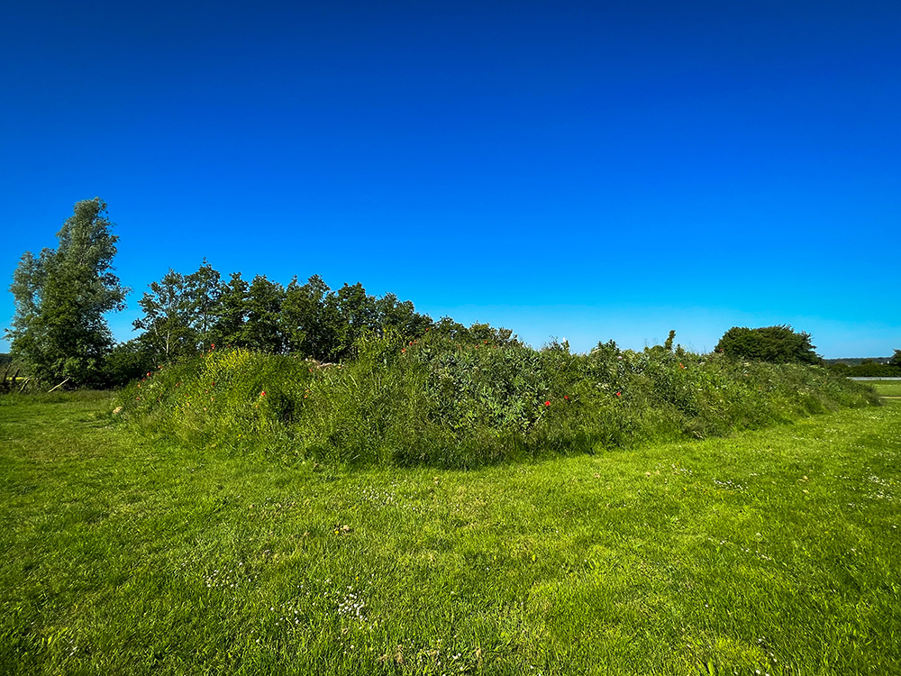 Ein grasbewachsener Hügel mit dichter grüner Vegetation und Bäumen steht unter einem klaren blauen Himmel an einem sonnigen Tag.