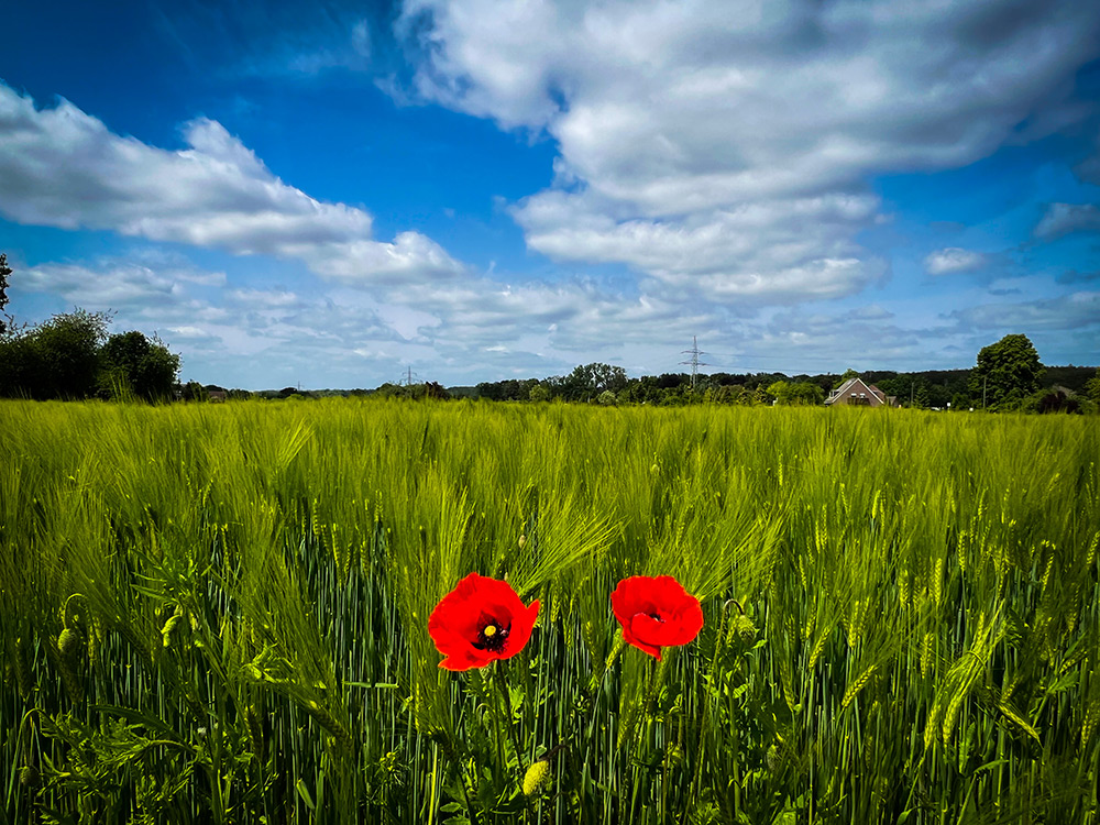 Zwei leuchtend rote Mohnblumen stehen in einem grünen Feld unter einem teilweise bewölkten blauen Himmel. In der Ferne sind Bäume und ein Haus am Horizont zu sehen.